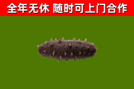 雅安回收海参干